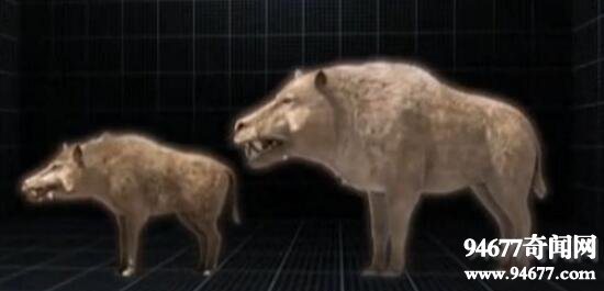 地球史上最大的猪，巨猪敢和恐龙硬碰硬