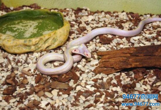 世界上最罕见的蛇，双头蛇(蛇的变异现象)