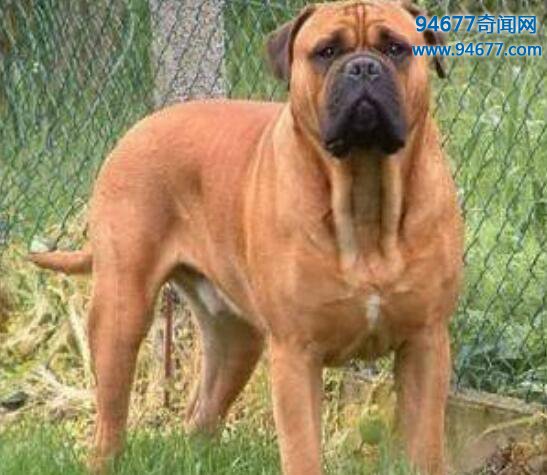 世界上最大的狗——马士提夫獒犬（100厘米/200斤）