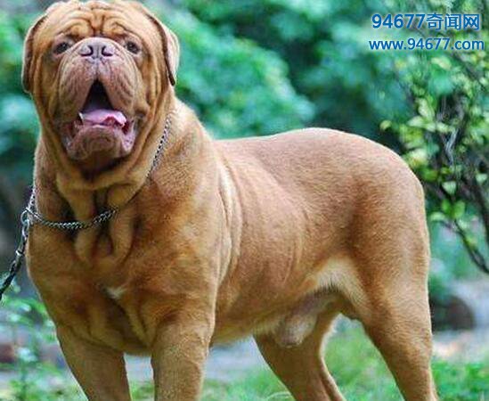 世界上最大的狗——马士提夫獒犬（100厘米/200斤）
