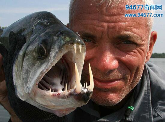 世界上最奇葩的鱼，专吃男人“蛋蛋”的人齿鱼