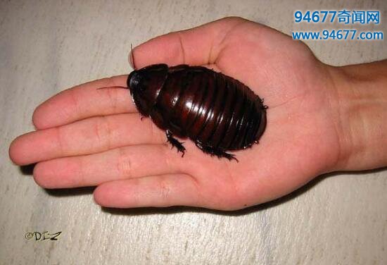 最奇葩的宠物——秘鲁巨人蟑螂，有翅膀却不能飞行的宠物蟑螂