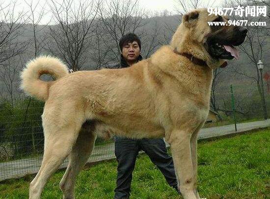 世界上体型最大的四种狗，马士提夫獒犬能当人坐骑