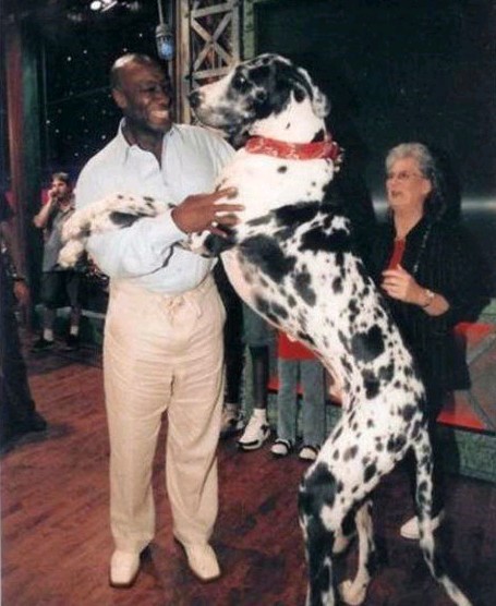世界上最大的狗排名：高加索犬“犬中之王”