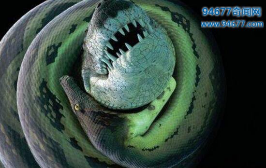地球史上最大的蛇，泰坦蟒体长15米(被环境灭绝)