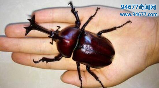世界上最大的甲虫，从不进食的泰坦甲虫(最长23CM)