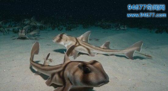 世界上最萌的鲨鱼，澳大利亚虎鲨会微笑(图)