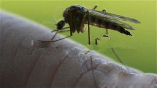 全球最致命动物杀手,世界上有7000万的人被蚊子杀死
