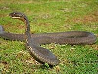 全球最毒的动物蟒蛇大战眼镜王蛇 谁是终极王者?