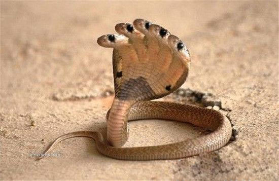最恐怖的神秘动物:极品中的极品五头蛇