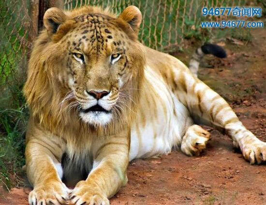 世界上最大的狮虎兽，狮子老虎的结晶“大力神”(重836斤)
