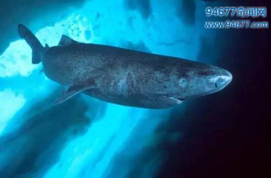 世界上寿命最长的鲨鱼，“海洋中的鳄鱼”格陵兰鲨鱼(能活400年)