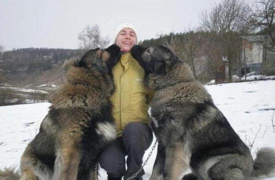 世界上最大的爱尔兰猎狼犬，身高接近1米的它们拥有超敏捷的身手