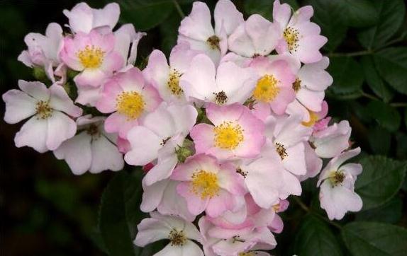 世界上最香的花排行，野蔷薇香味浓郁诱人