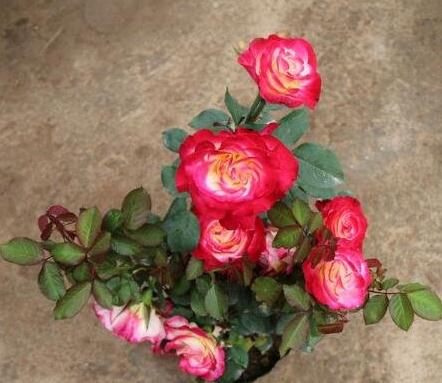 世界上最漂亮芳香的三种玫瑰花排行榜，杂交茶香月季排第一