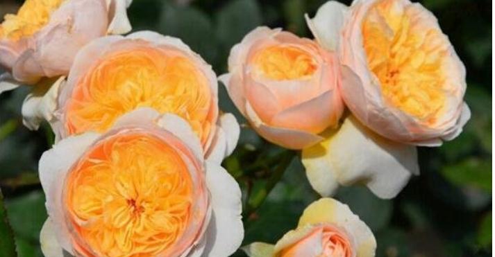 盘点关于玫瑰花的世界之最，其中最贵的玫瑰花是朱丽叶