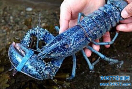 加拿大渔民捕捉蓝色龙虾，概率为两千万分之一