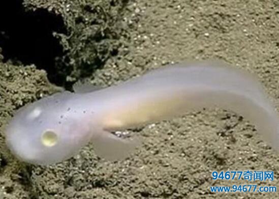 深海惊现幽灵鱼，眼黄身白疑似外星生物！
