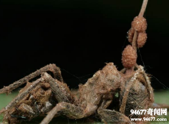 诡异的僵尸蚂蚁，被4800万年前的真菌感染