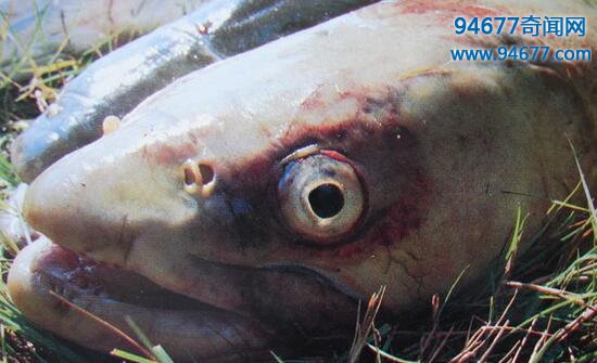 揭开新疆水怪——喀纳斯湖大红鱼的神秘面纱