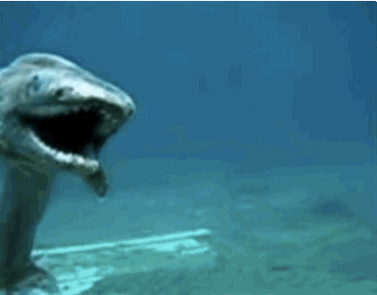 世界上最原始的史前怪鲨，皱鳃鲨(鲨鱼的祖师爷)