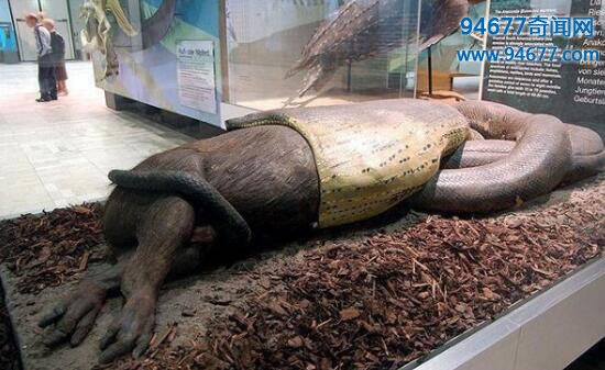 盘点惨死的巨型蟒蛇图片，罕见的巨蟒尸体照片
