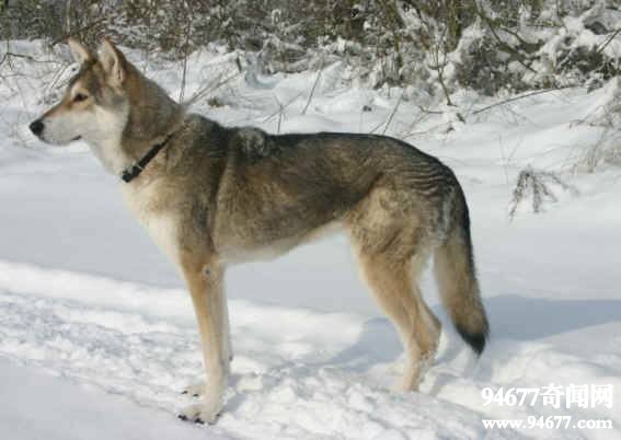 十大世界上最贵的狗，第一名捷克狼犬（无价）
