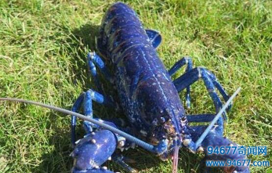 天长市惊现蓝色龙虾，疑为基因突变形成蓝色