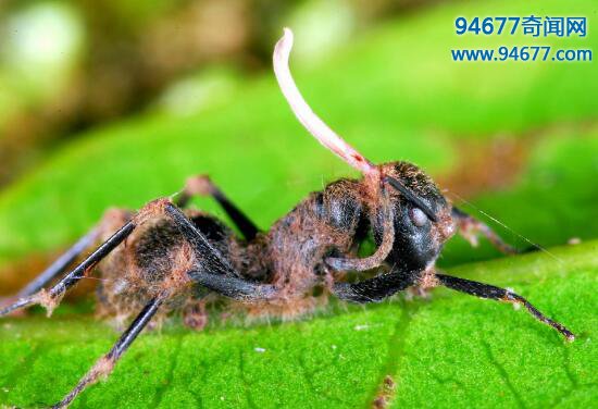 诡异的僵尸蚂蚁，被4800万年前的真菌感染