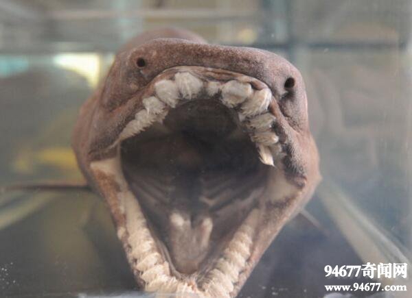 世界上最原始的史前怪鲨，皱鳃鲨(鲨鱼的祖师爷)