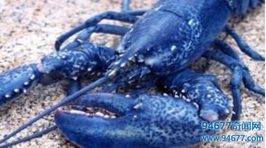 天长市惊现蓝色龙虾，疑为基因突变形成蓝色