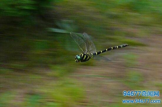 致命猎手鬼蜻蜓，堪称动物界的轰炸机