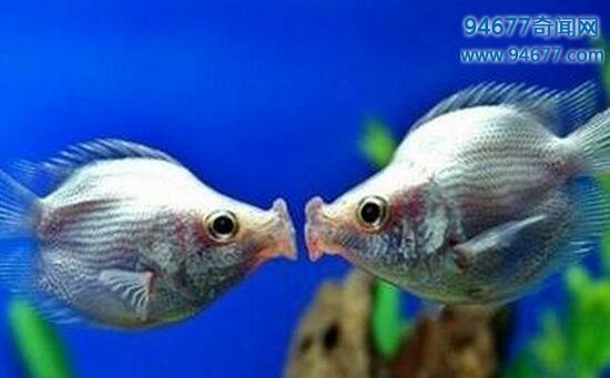 接吻鱼（亲嘴鱼）竟不会接吻，绝对不是不再相爱了