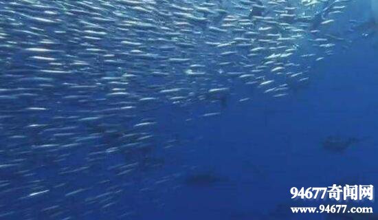 BBC海洋纪录片，蓝色星球分集介绍