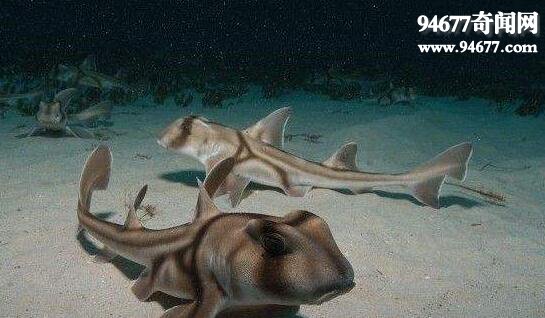澳大利亚虎鲨，拥有五个鳃边摄食边呼吸(罕见)