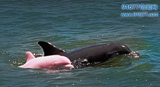粉红瓶鼻海豚，罕见的粉色海豚尾巴巨大