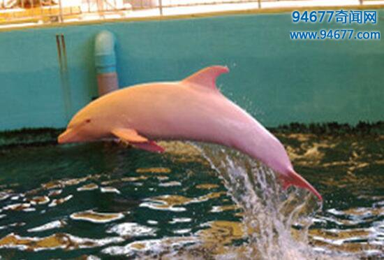 粉红瓶鼻海豚，罕见的粉色海豚尾巴巨大