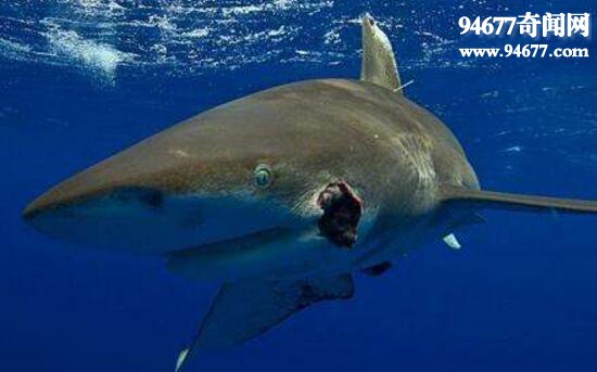 澳大利亚虎鲨，拥有五个鳃边摄食边呼吸(罕见)