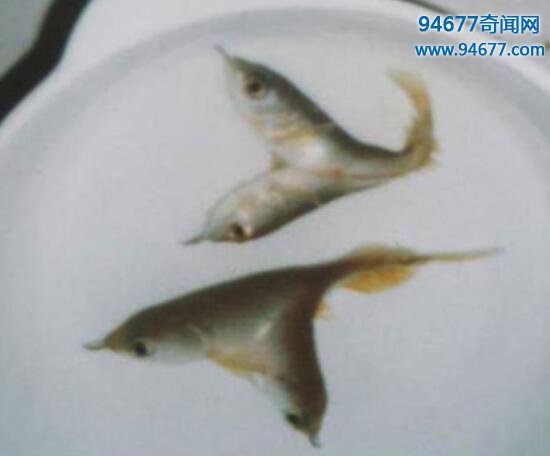 镜子鱼是鲤鱼的一种，晒干后可以当镜子使用