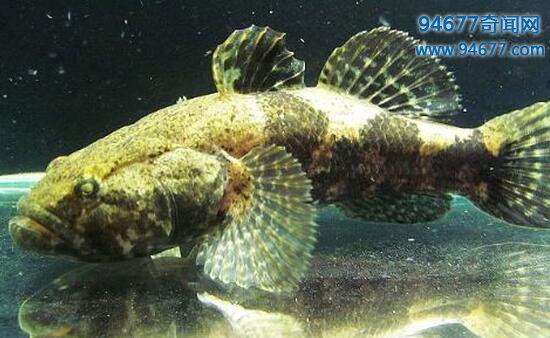 镜子鱼是鲤鱼的一种，晒干后可以当镜子使用