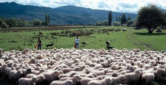 被称为“骑在羊背上的国家”澳大利亚，羊最多的时候达1亿6千多万只