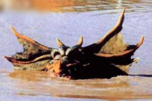 澳大利亚最著名的怪兽，澳洲水兽本耶普