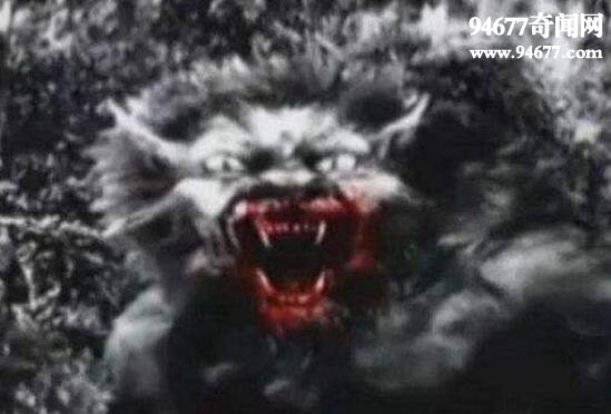 嗜血狼人布雷路怪兽，将人撕成两半的恐怖生物(视频)