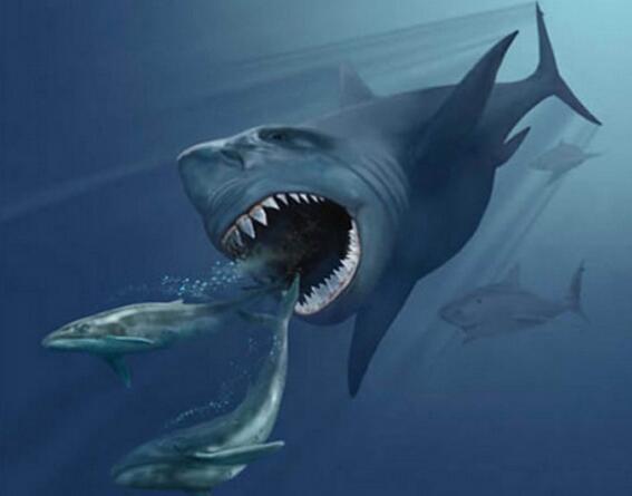 探索巨齿鲨生死谜，一口将鲸鱼咬成两半的史前巨兽