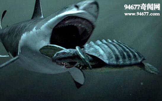 探索巨齿鲨生死谜，一口将鲸鱼咬成两半的史前巨兽