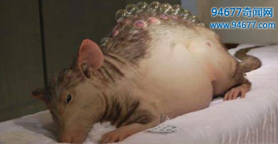 切尔诺贝利巨鼠即将统治人类?核辐射导致老鼠疯狂变异(疑为杜撰)