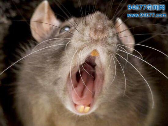 切尔诺贝利巨鼠即将统治人类?核辐射导致老鼠疯狂变异(疑为杜撰)