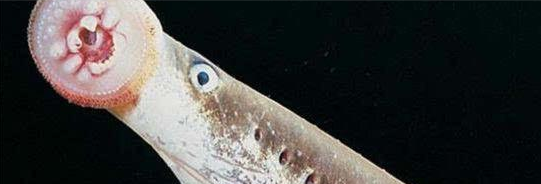 英国的吸血鬼鱼七鳃鳗 被吸生物只剩白骨_WWW.GIFQQ.COM