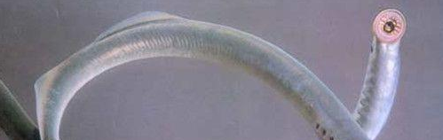 英国的吸血鬼鱼七鳃鳗 被吸生物只剩白骨_WWW.GIFQQ.COM