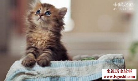 世界最小猫皮堡斯被发现，仅3个鸡蛋大小